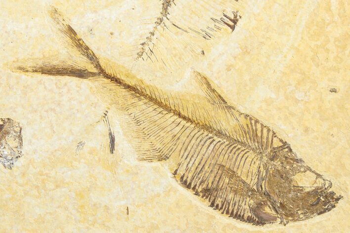 Detailed Fossil Fish (Diplomystus) - Wyoming #346949